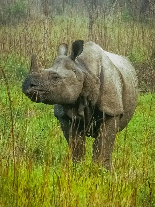 safari