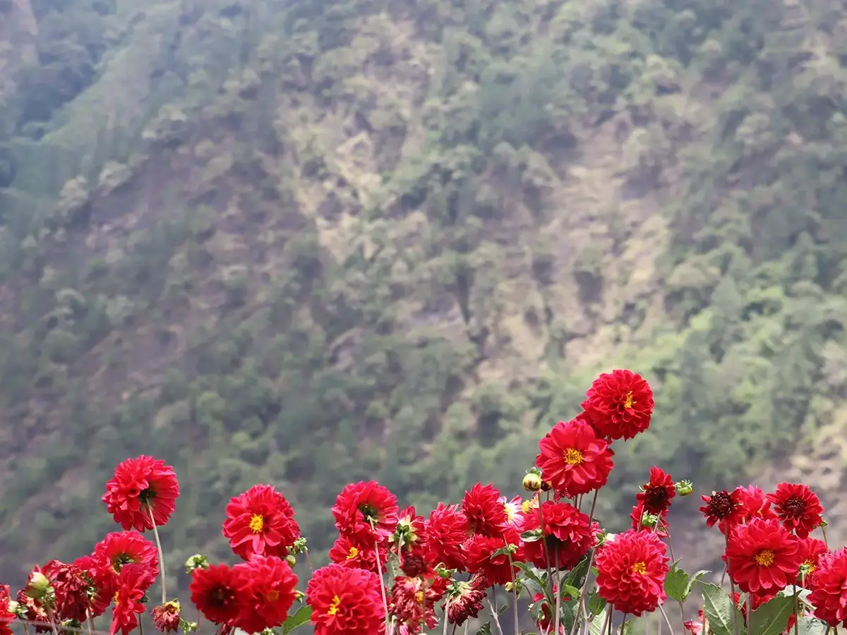 Blooming Flower