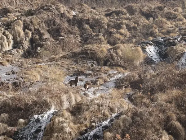 Himalayan Goat